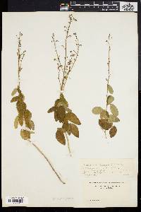 Desmodium rigidum image