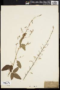 Desmodium rigidum image