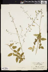 Desmodium rigidum image