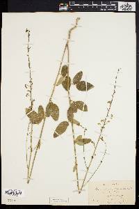 Desmodium rigidum image