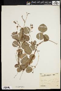 Desmodium rotundifolium image