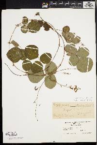 Desmodium rotundifolium image