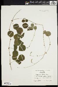 Desmodium rotundifolium image