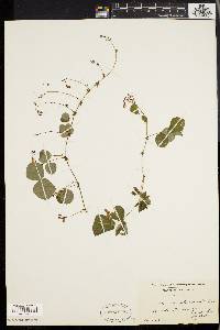 Desmodium rotundifolium image