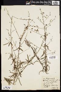 Desmodium strictum image