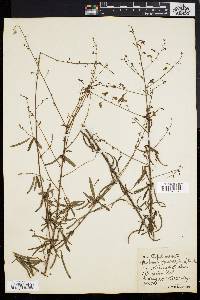 Desmodium strictum image