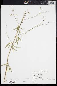 Desmodium strictum image