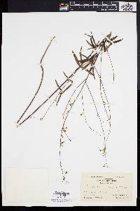 Desmodium strictum image