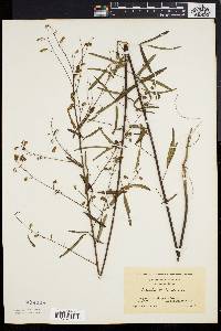 Desmodium strictum image