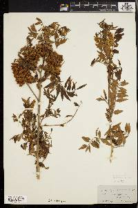 Glycyrrhiza lepidota image