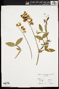 Lathyrus latifolius image