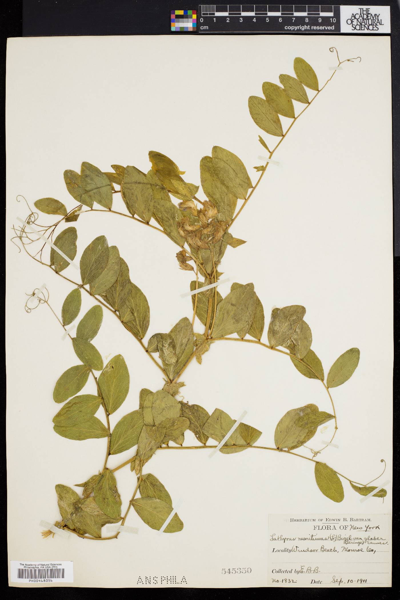 Lathyrus maritimus image