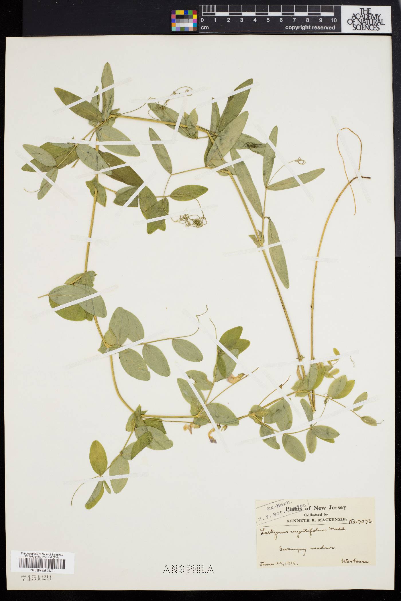 Lathyrus myrtifolius image