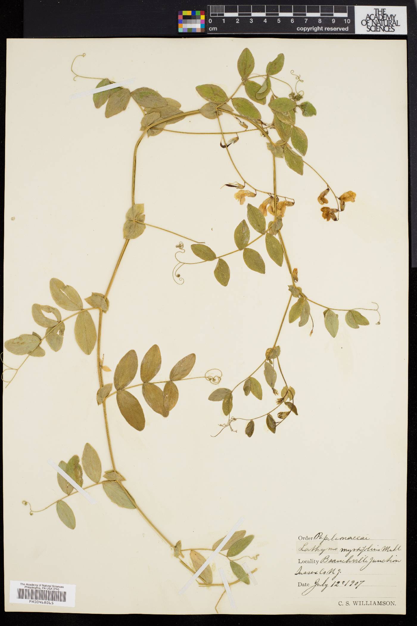 Lathyrus myrtifolius image