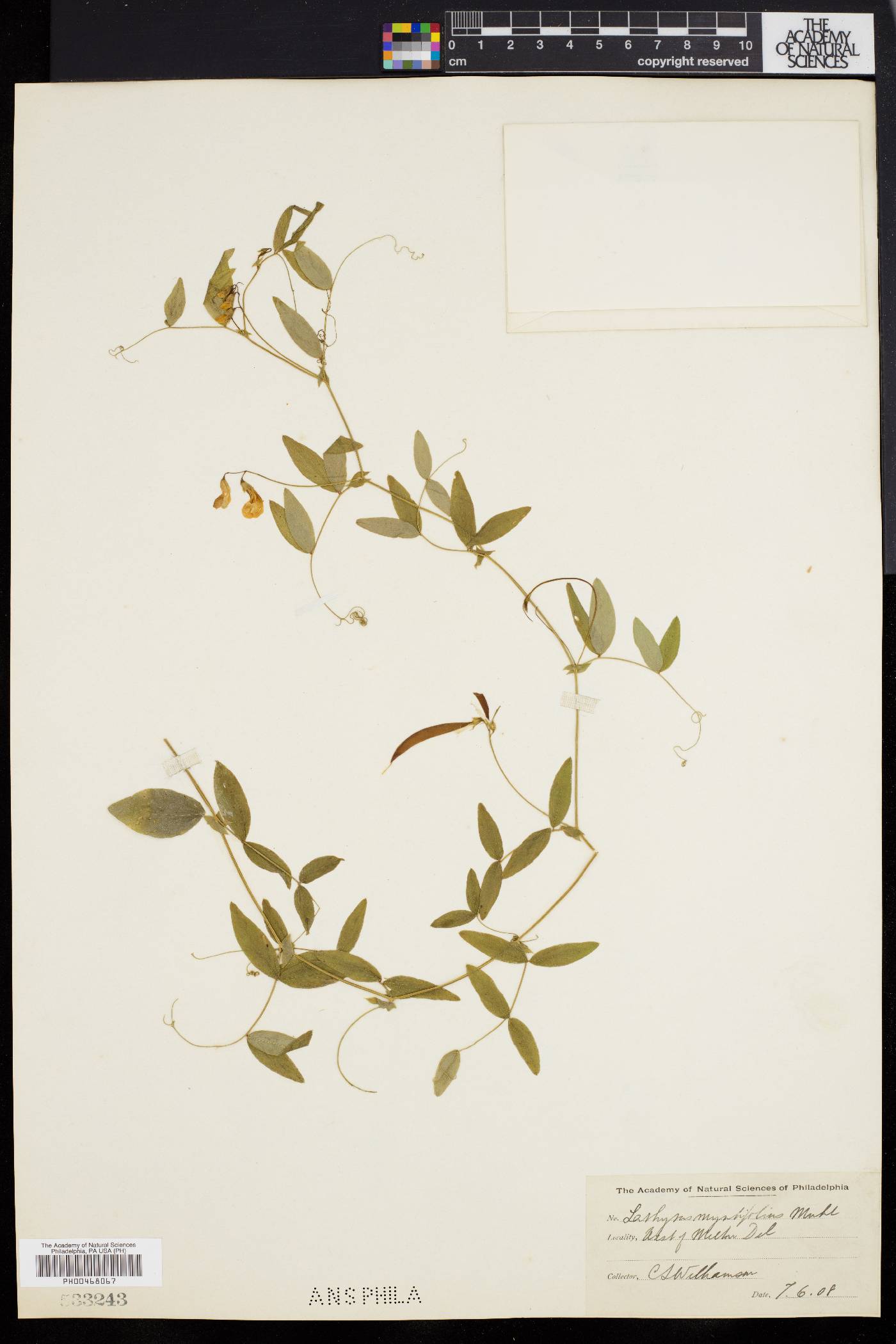 Lathyrus myrtifolius image