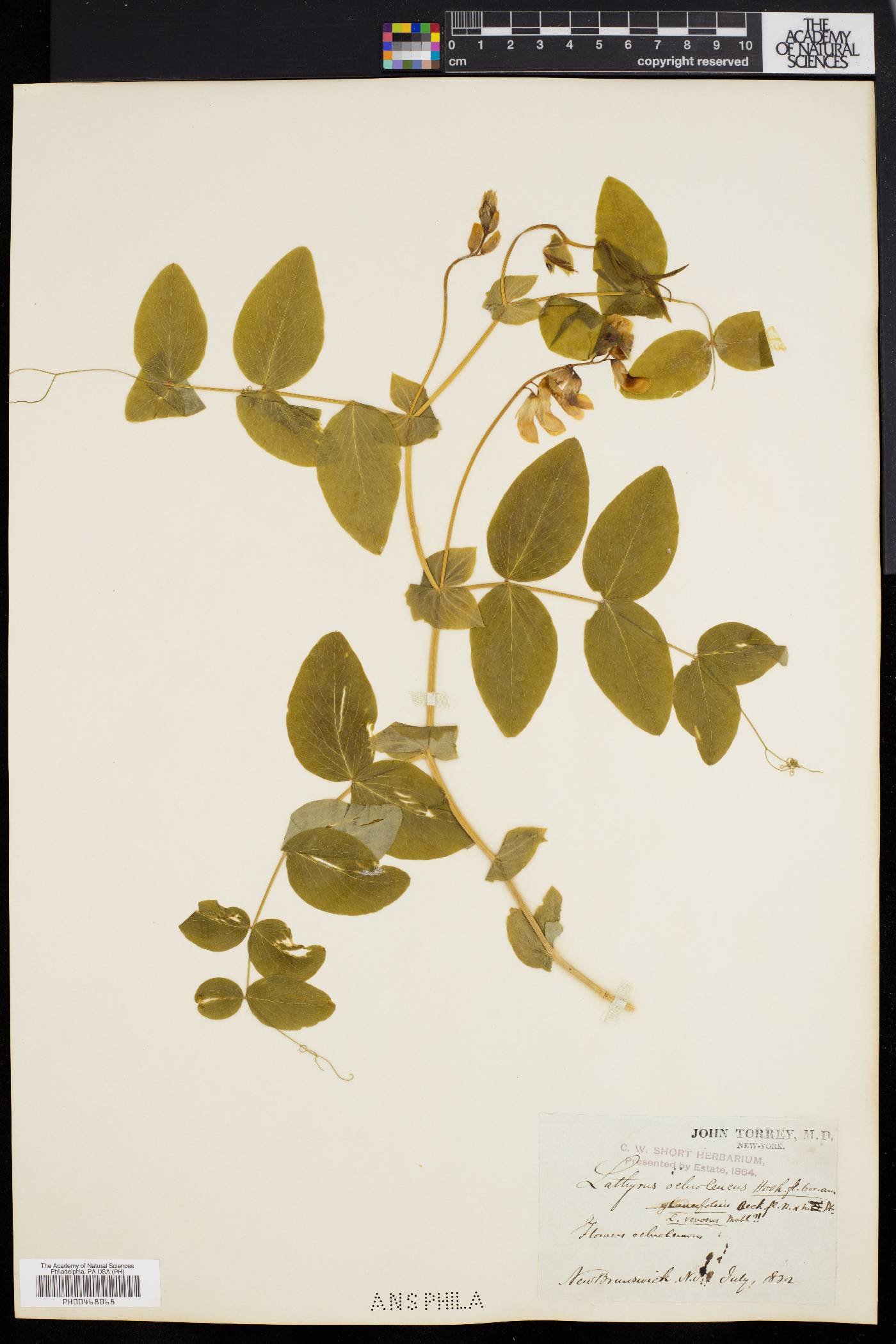 Lathyrus myrtifolius image