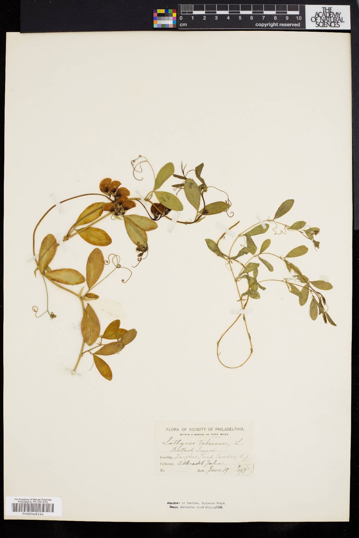 Lathyrus tuberosus image