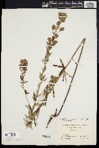 Lespedeza angustifolia image