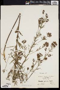 Lespedeza angustifolia image