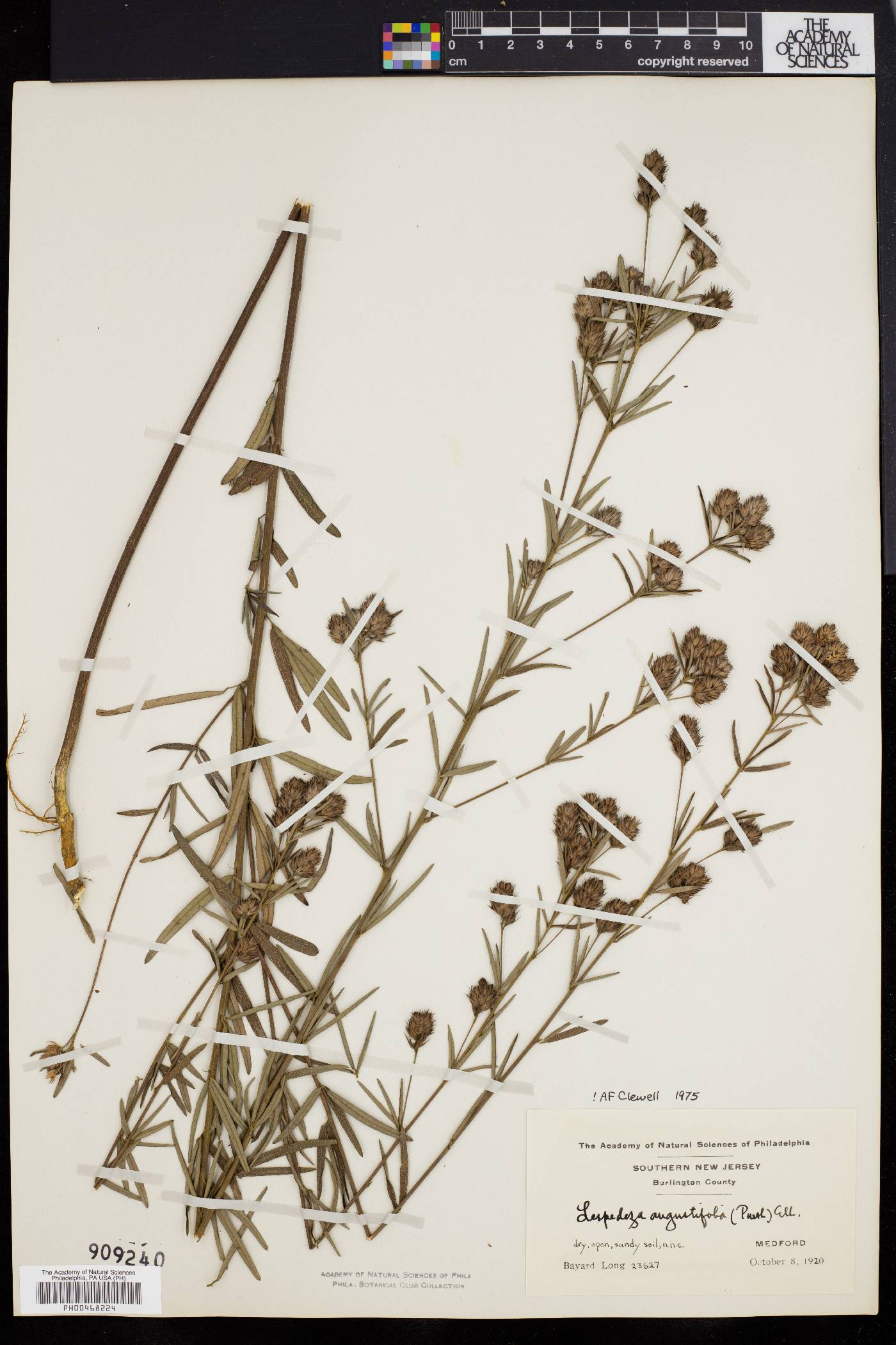 Lespedeza angustifolia image