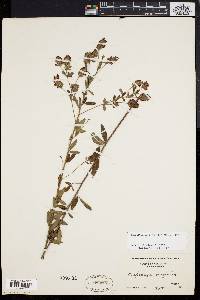 Lespedeza angustifolia image