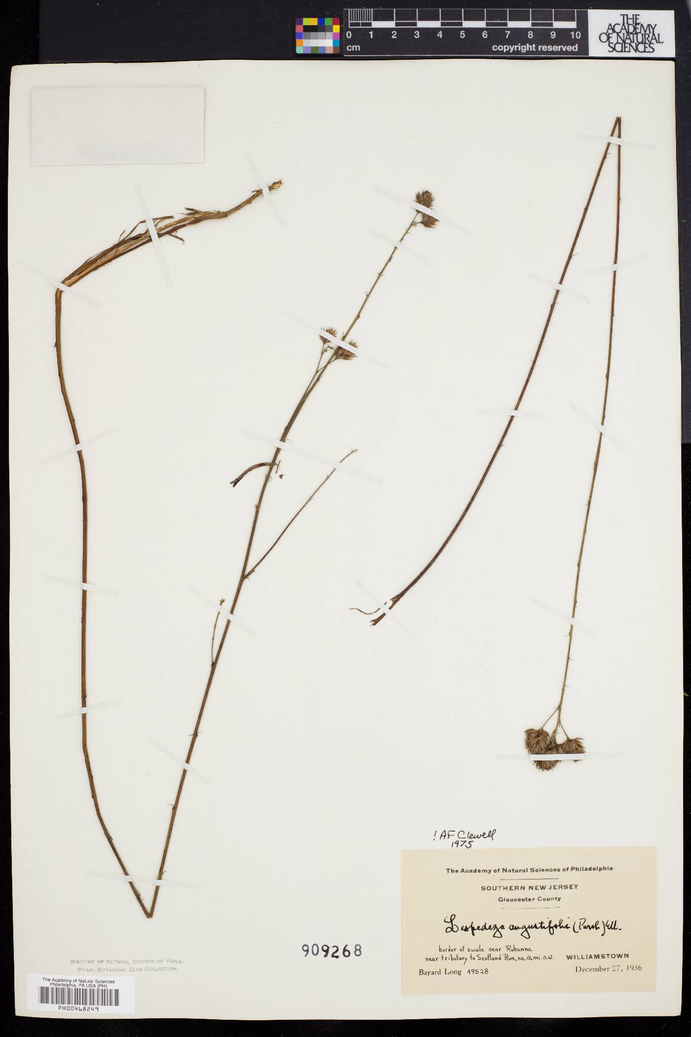 Lespedeza angustifolia image