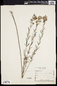 Lespedeza angustifolia image