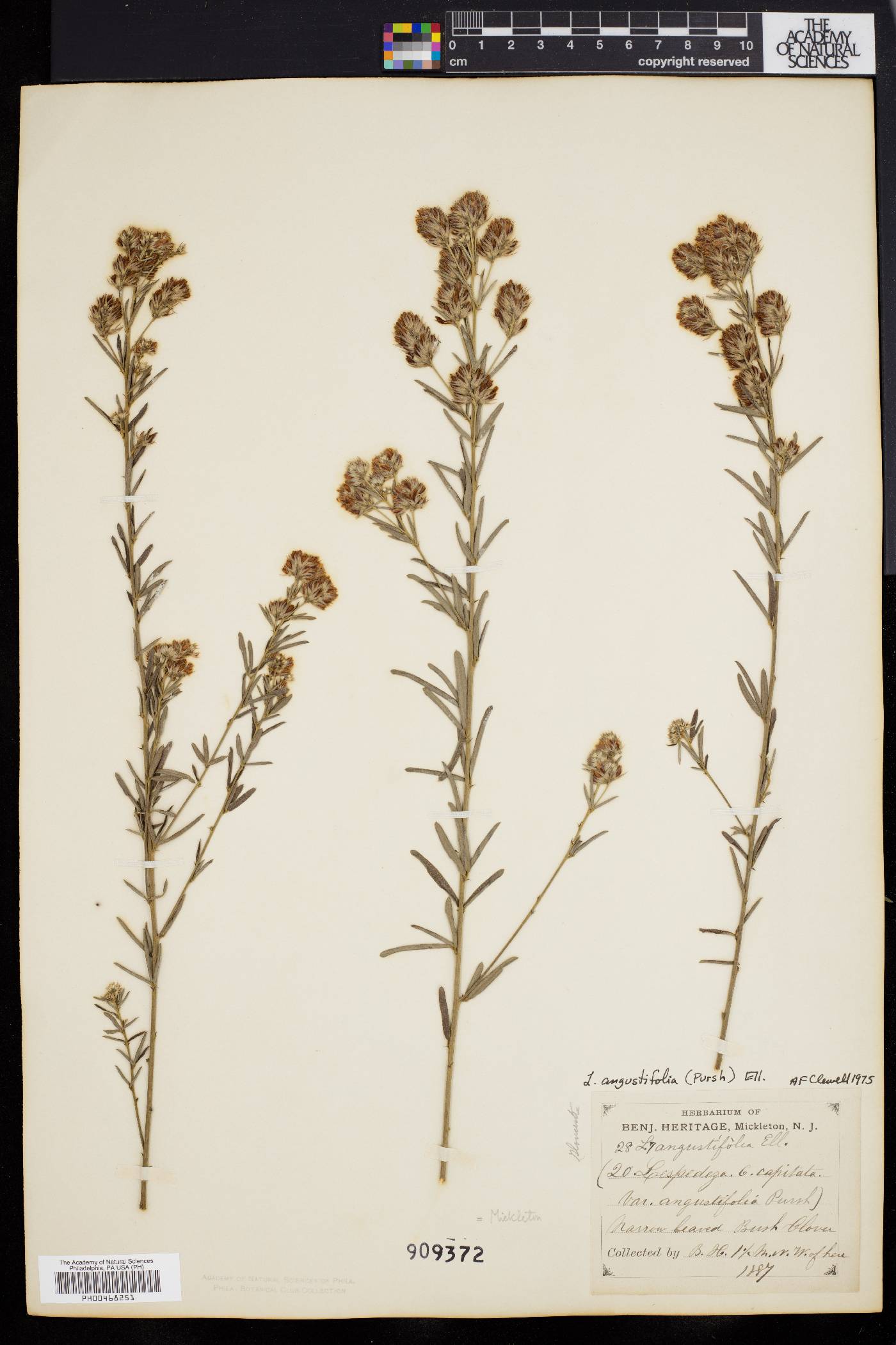 Lespedeza angustifolia image