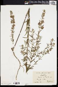 Lespedeza angustifolia image