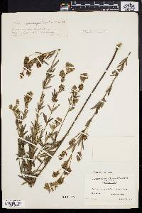 Lespedeza angustifolia image