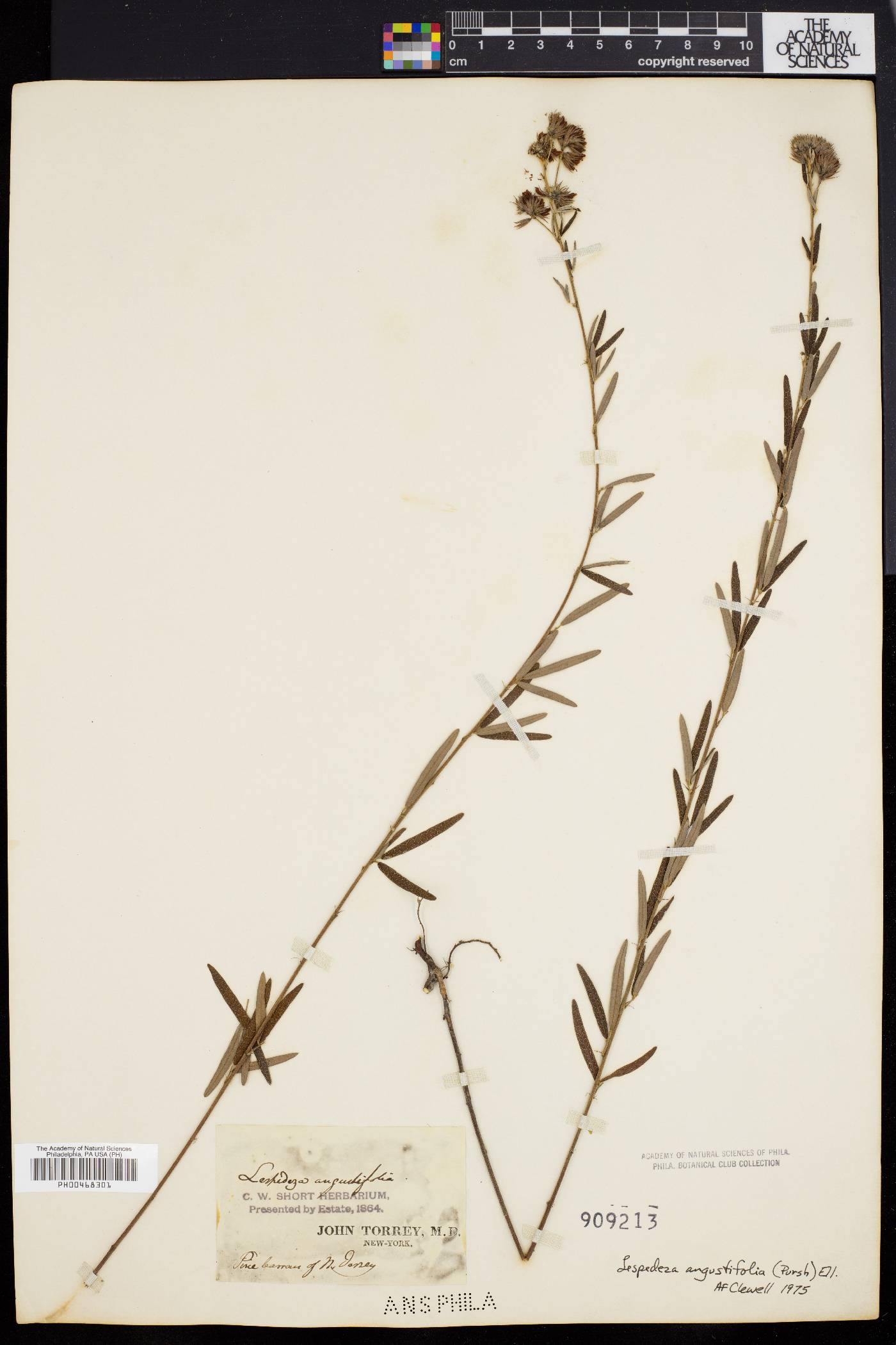 Lespedeza angustifolia image