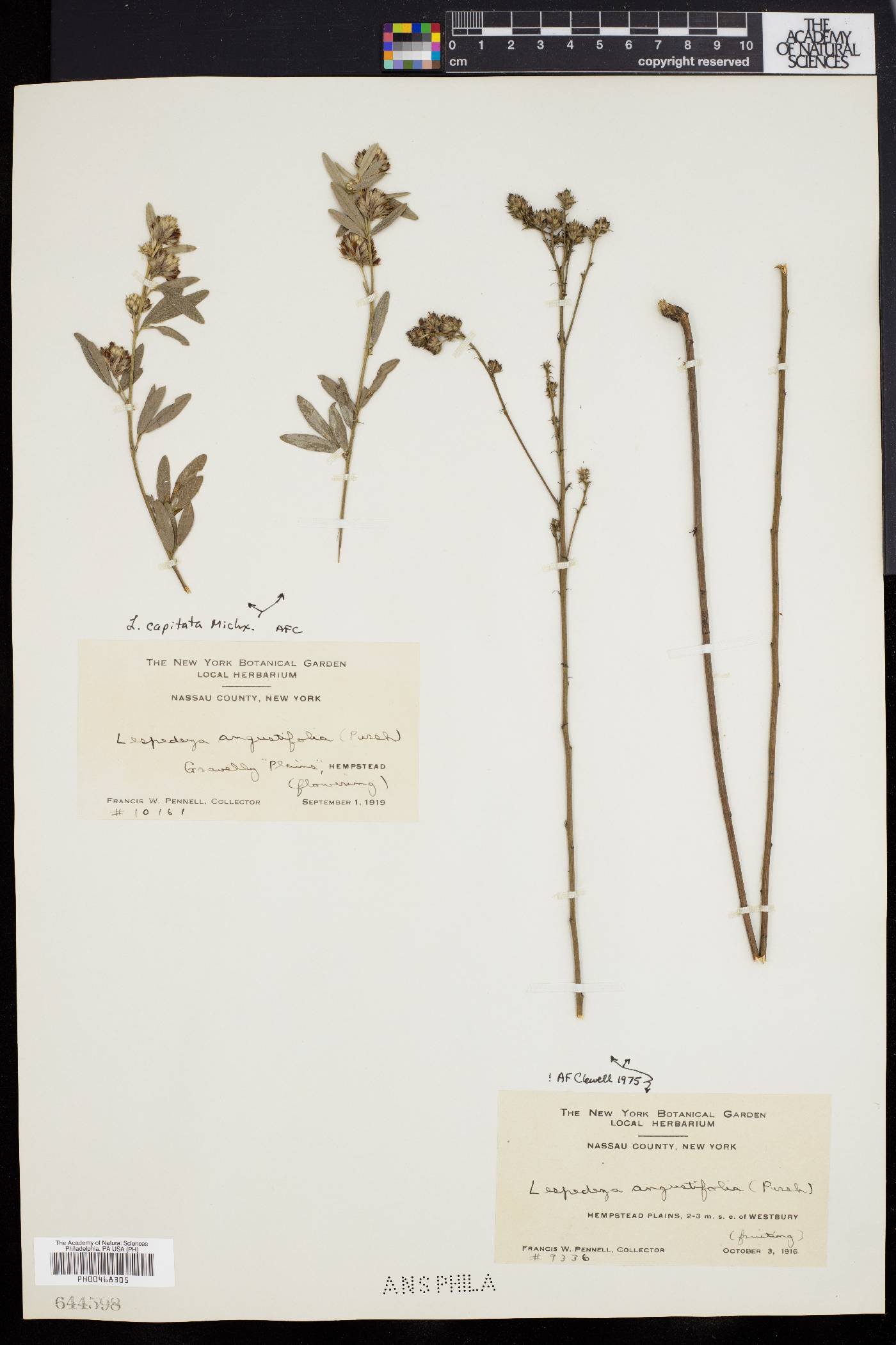 Lespedeza angustifolia image