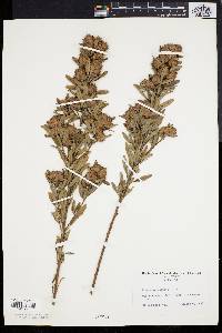 Lespedeza capitata image