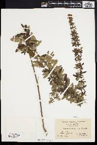 Lespedeza hirta image