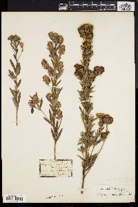 Lespedeza hirta image