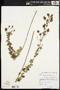 Lespedeza hirta image