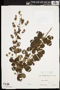 Lespedeza hirta image