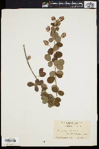 Lespedeza hirta image