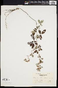 Lespedeza intermedia image