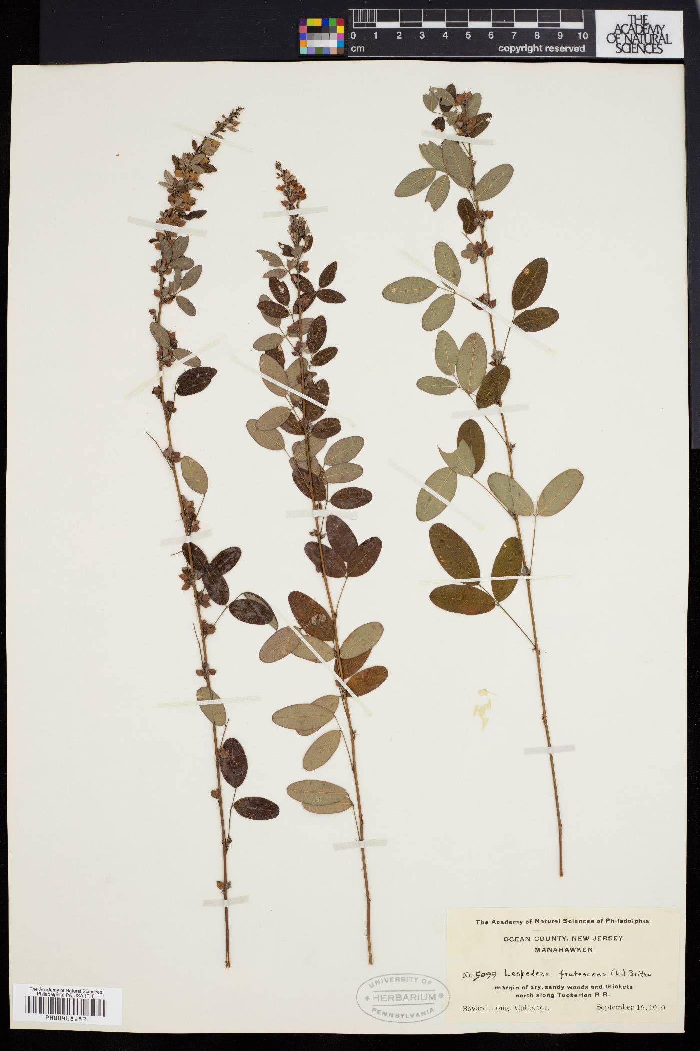 Lespedeza intermedia image