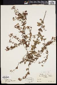 Lespedeza intermedia image