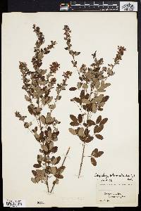 Lespedeza intermedia image