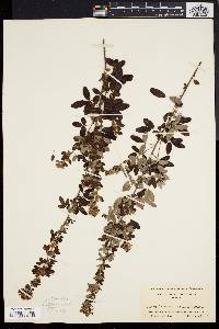 Lespedeza intermedia image