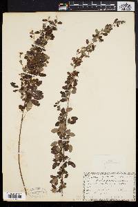 Lespedeza intermedia image