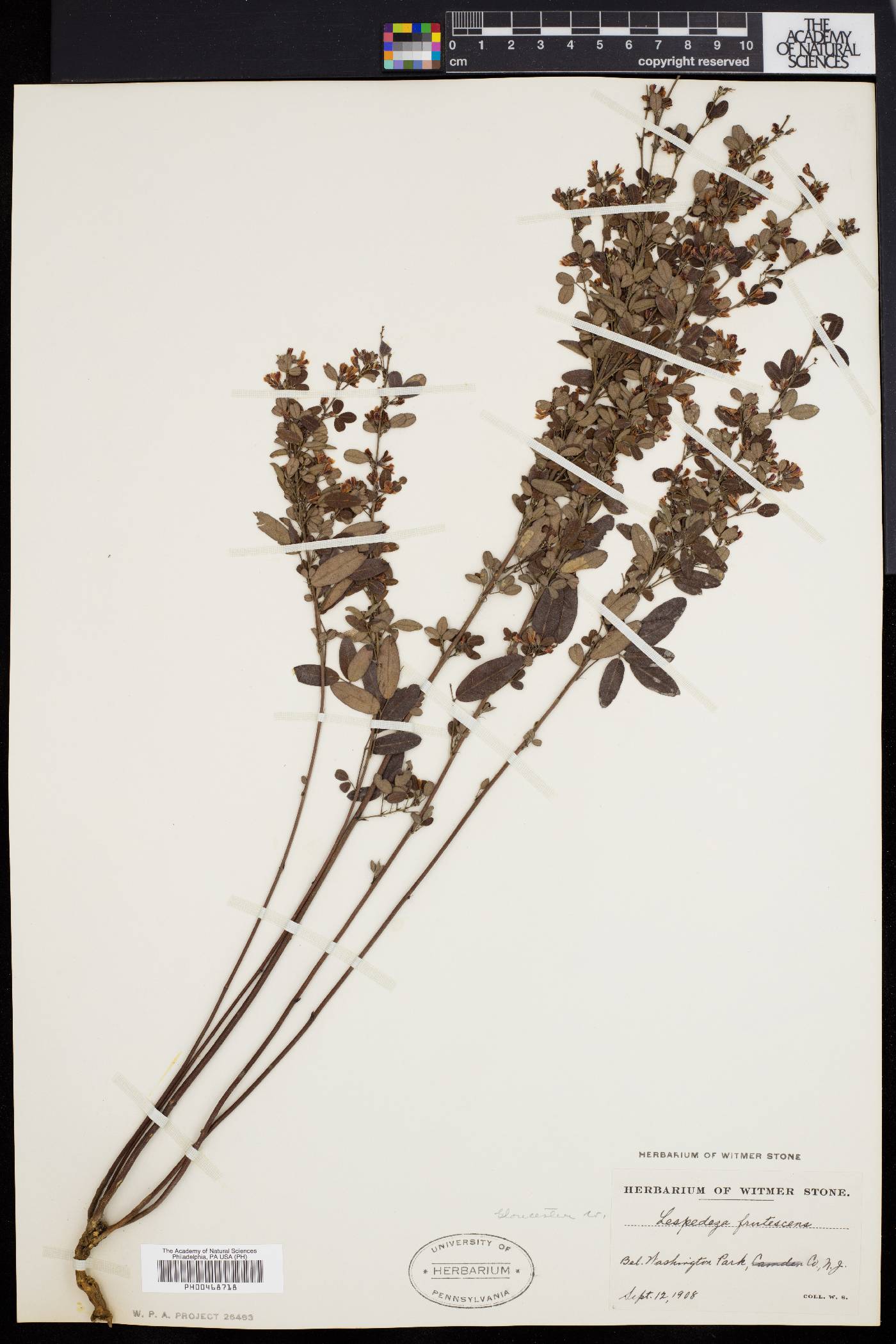 Lespedeza intermedia image