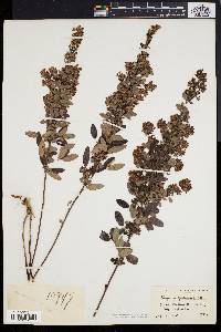 Lespedeza intermedia image