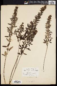 Lespedeza intermedia image