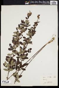 Lespedeza intermedia image