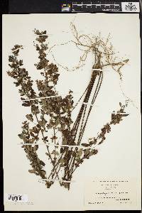 Lespedeza intermedia image