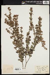 Lespedeza intermedia image